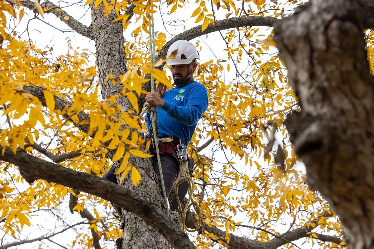 Skilled Tree Planting crew working in Longport