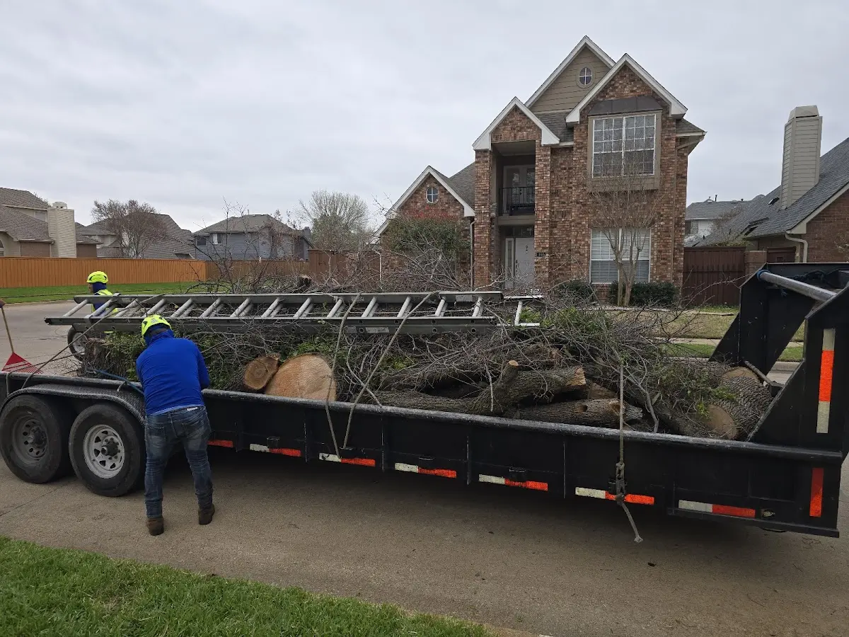 Expert Tree Removal with proper safety equipment in Longport